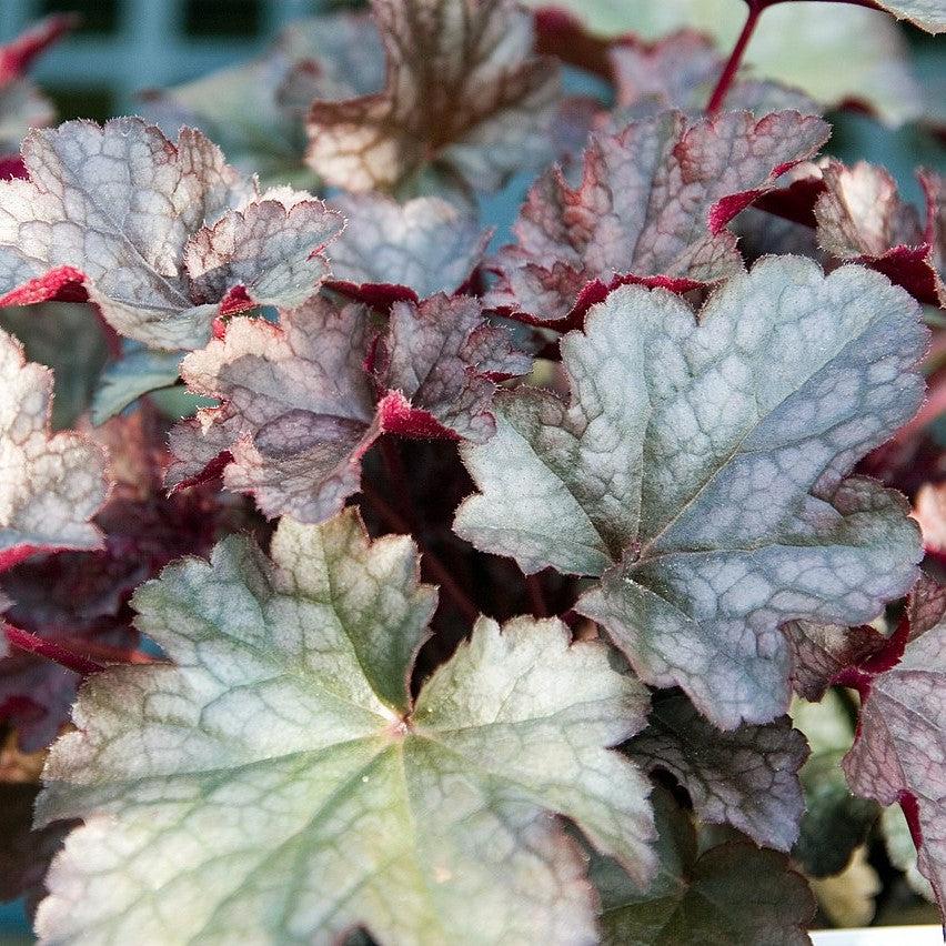 Coral Bells, Plum Pudding Coral Bells - Image 3