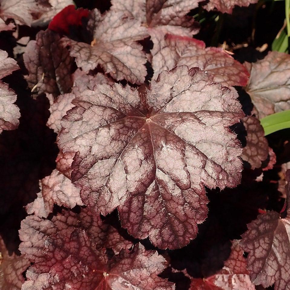 Coral Bells, Plum Pudding Coral Bells - Image 4