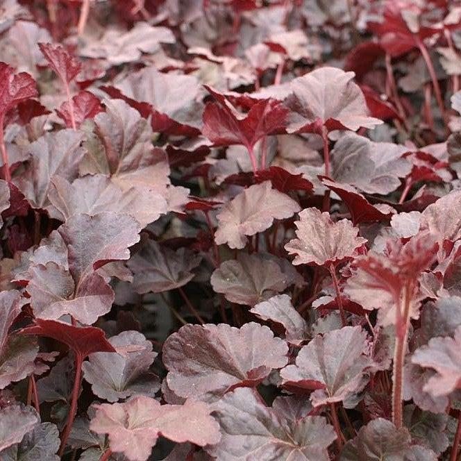 Coral Bells, Plum Pudding Coral Bells - Image 5