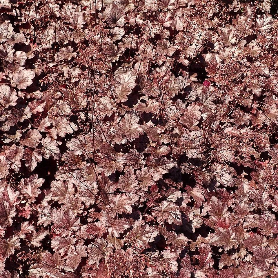 Coral Bells, Plum Pudding Coral Bells - Image 6