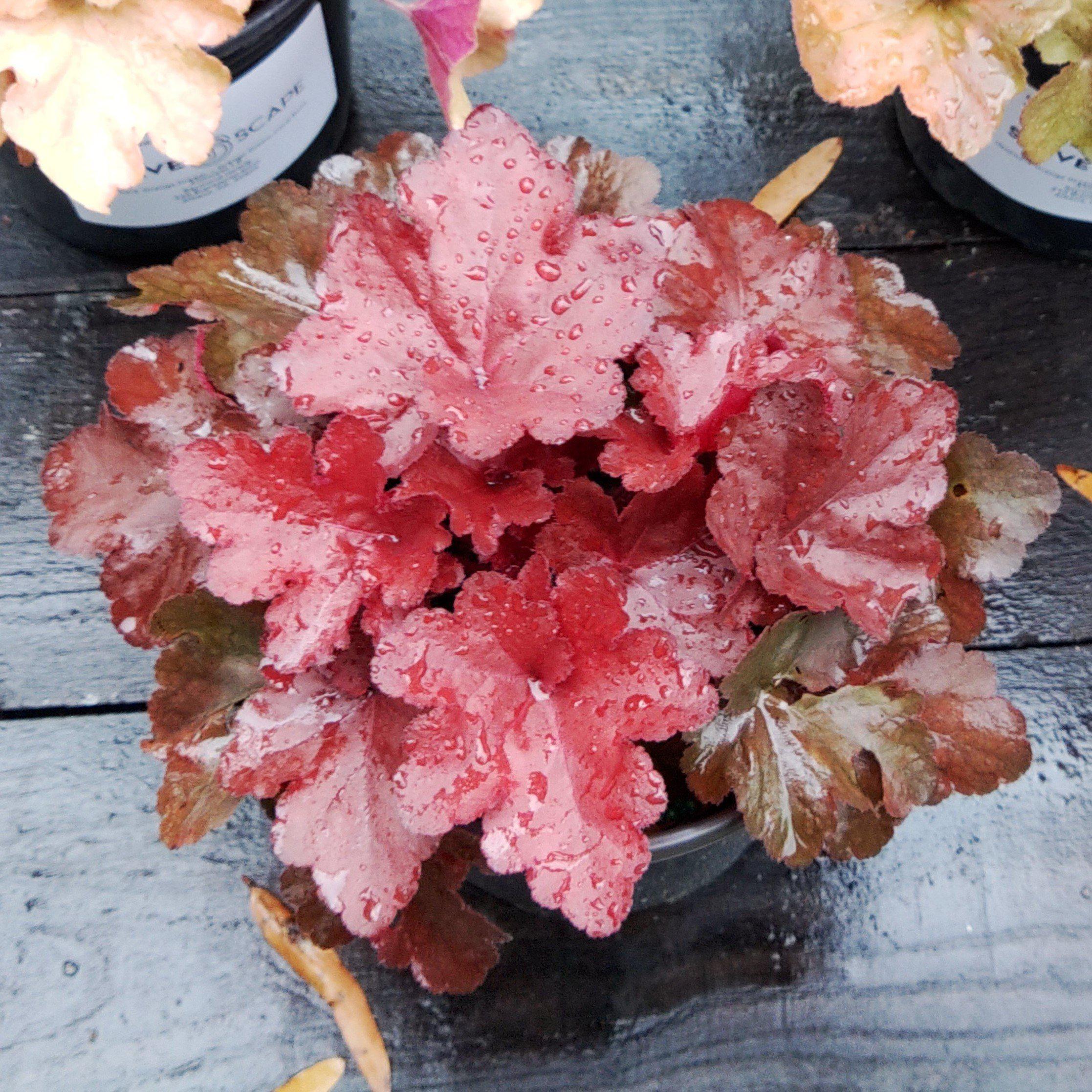 Coral Bells, Forever® Red Heuchera - Image 2
