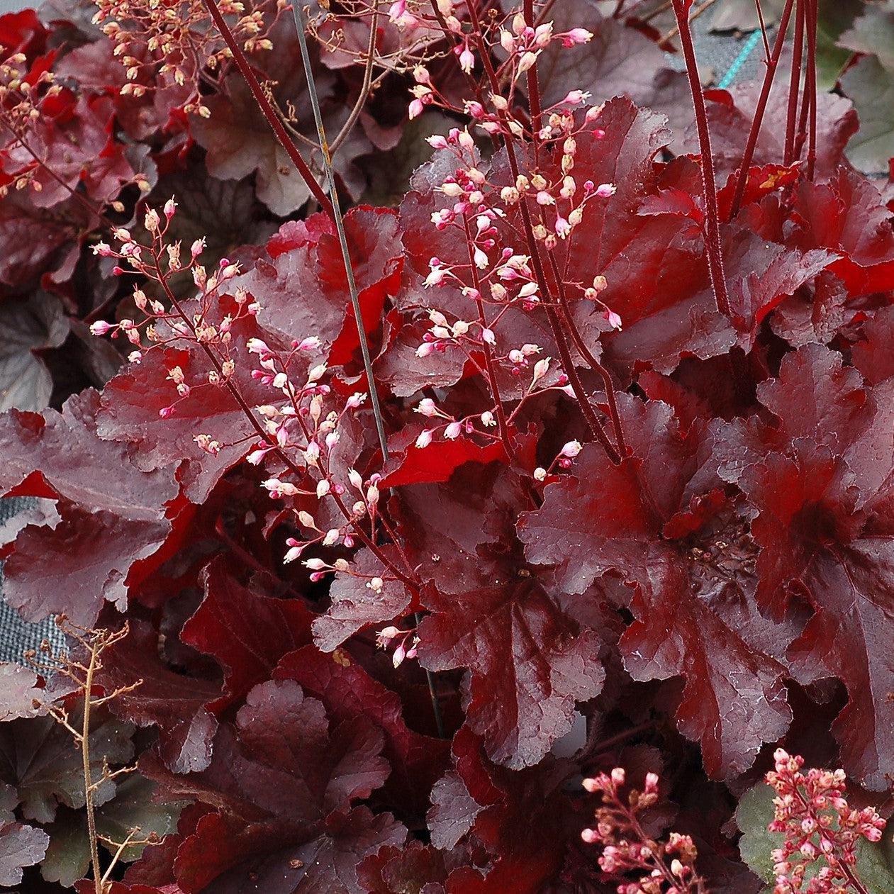 Coral Bells, Forever® Red Heuchera - Image 3