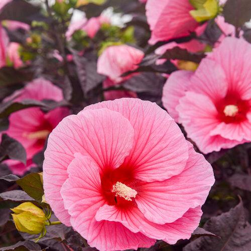Hibiscus, Summerific® Edge of Night Hibiscus - Image 3