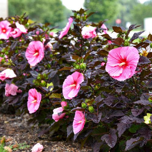 Hibiscus, Summerific® Edge of Night Hibiscus - Image 4