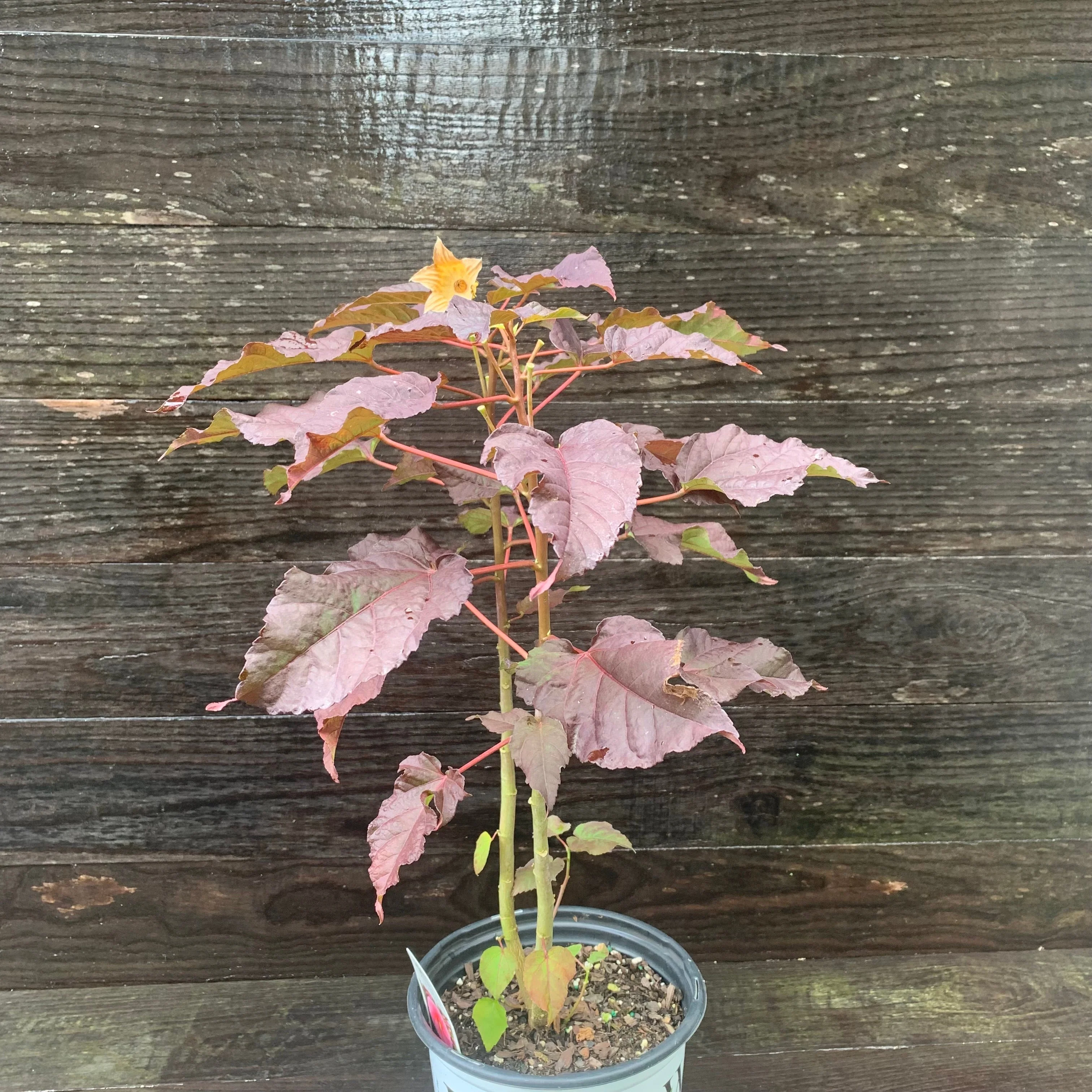 Hibiscus, Summerific® Edge of Night Hibiscus - Image 6