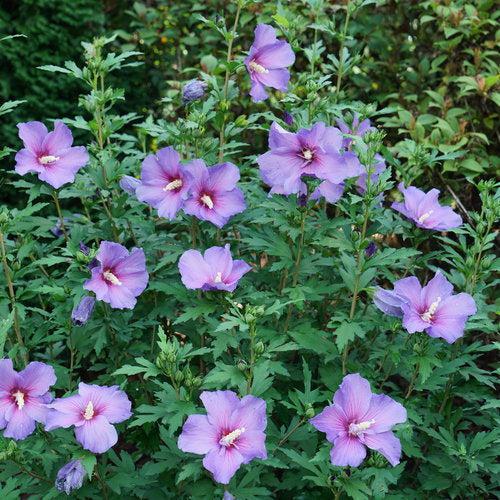 Hibiscus, Paraplu Violet® Rose of Sharon - Image 3