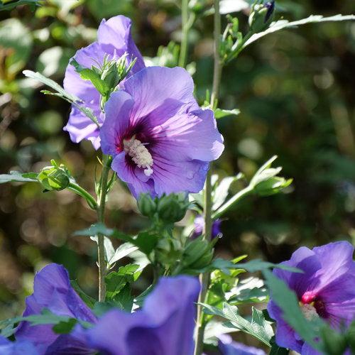 Hibiscus, Paraplu Violet® Rose of Sharon - Image 4