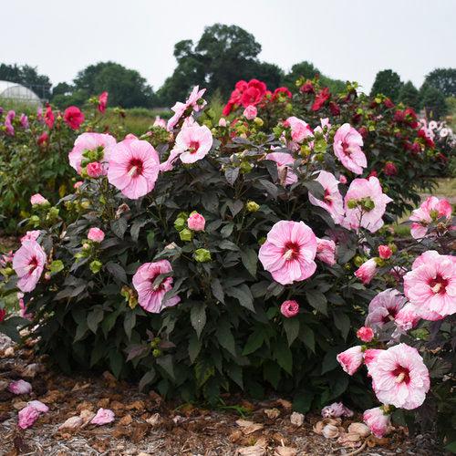 Hibiscus, Summerific® Cherry Choco Latte Hibiscus - Image 2