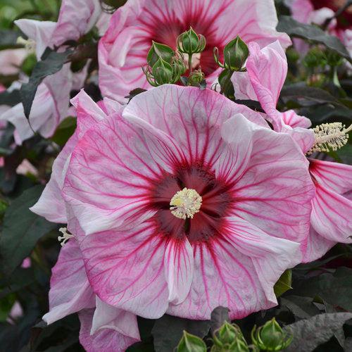 Hibiscus, Summerific® Cherry Choco Latte Hibiscus - Image 3