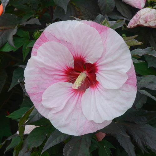 Hibiscus, Summerific® Perfect Storm Hibiscus
