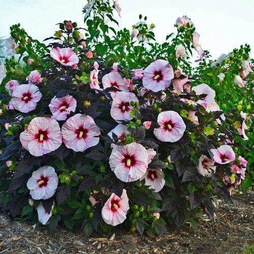 Hibiscus, Summerific® Perfect Storm Hibiscus - Image 2