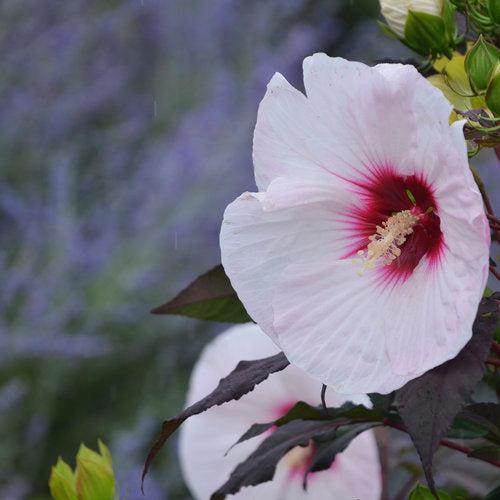 Hibiscus, Summerific® Perfect Storm Hibiscus - Image 3