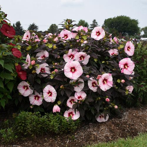Hibiscus, Summerific® Perfect Storm Hibiscus - Image 4