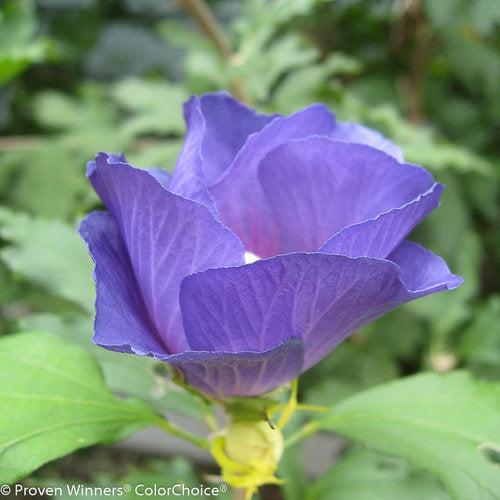 Hibiscus, Azurri Blue Satin® Rose of Sharon - Image 5