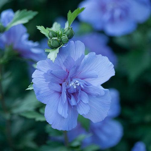 Hibiscus, Blue Chiffon® Hibiscus - Image 2