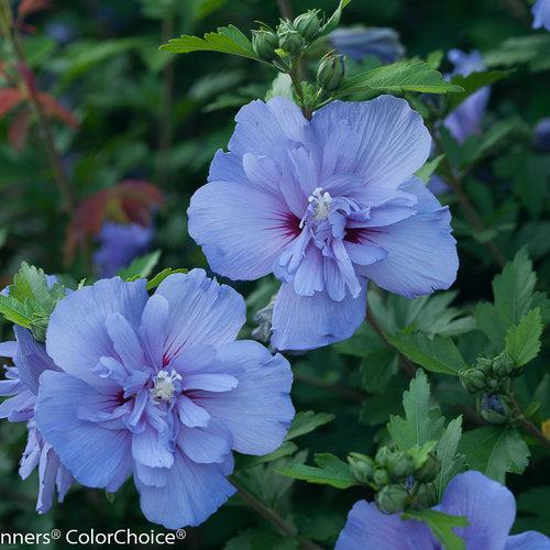 Hibiscus, Blue Chiffon® Hibiscus - Image 3
