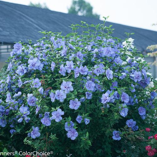 Hibiscus, Blue Chiffon® Hibiscus - Image 4