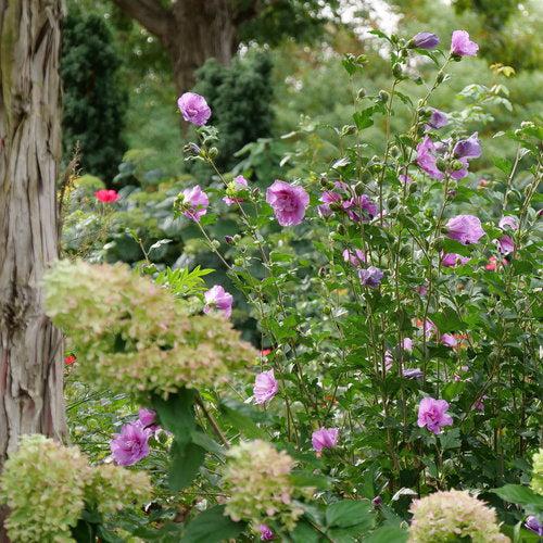 Hibiscus, Dark Lavender Chiffon® Rose of Sharon - Image 3