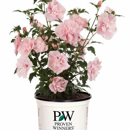 Hibiscus, Pink Chiffon® Rose of Sharon - Image 2