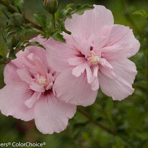 Hibiscus, Pink Chiffon® Rose of Sharon - Image 3