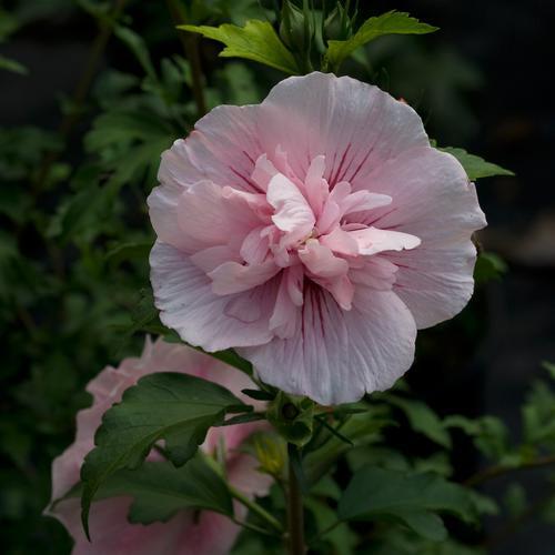 Hibiscus, Pink Chiffon® Rose of Sharon - Image 4