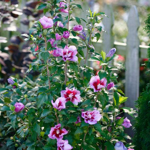 Hibiscus, Purple Pillar® Rose of Sharon - Image 3