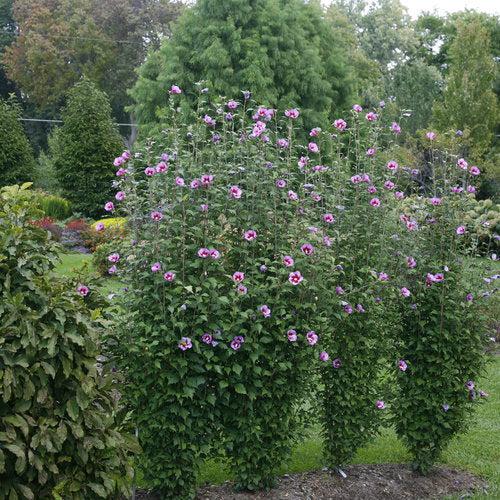Hibiscus, Purple Pillar® Rose of Sharon - Image 4