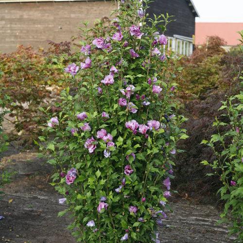 Hibiscus, Purple Pillar® Rose of Sharon - Image 5