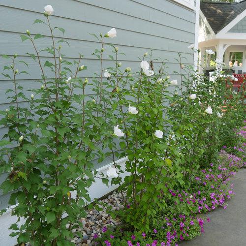 Hibiscus, PW® White Pillar® Rose of Sharon - Image 3