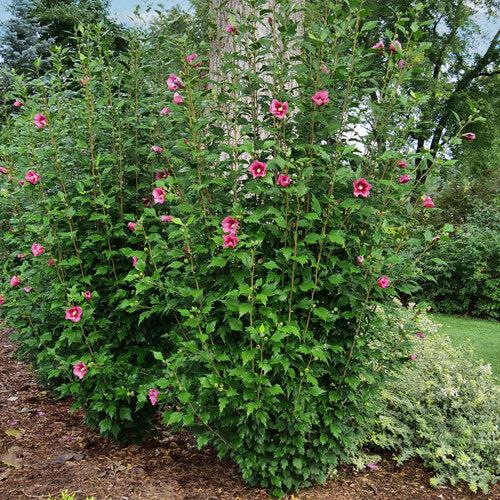 Hibiscus, Red Pillar® Rose of Sharon - Image 3