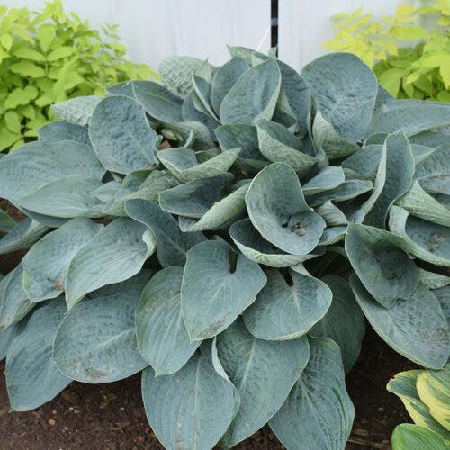 Hosta, PW® Shadowland® Above The Clouds Hosta - Image 2