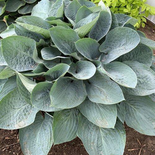 Hosta, PW® Shadowland® Above The Clouds Hosta - Image 3