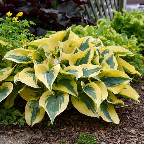 Hosta, PW® Shadowland® Autumn Frost Hosta