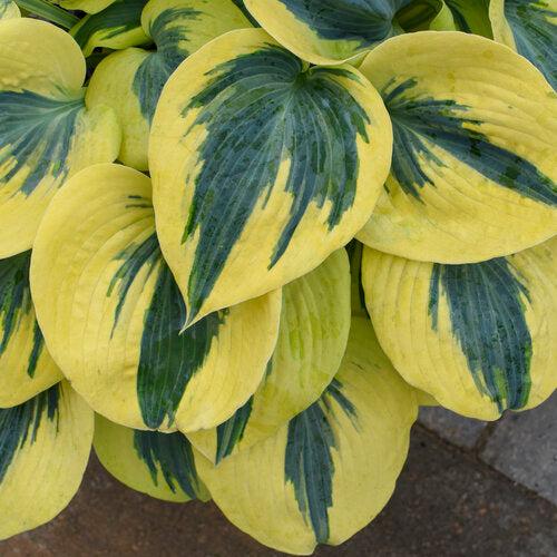 Hosta, PW® Shadowland® Autumn Frost Hosta - Image 2