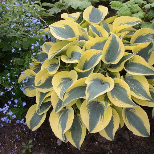 Hosta, PW® Shadowland® Autumn Frost Hosta - Image 3