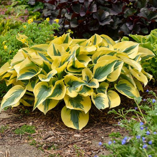 Hosta, PW® Shadowland® Autumn Frost Hosta - Image 4