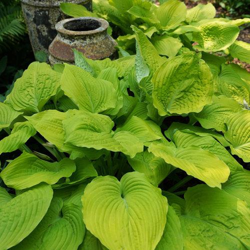 Hosta, PW® Shadowland® Coast To Coast Hosta - Image 2