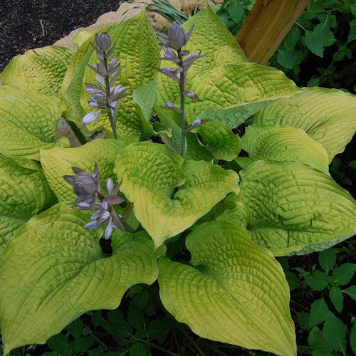 Hosta, PW® Shadowland® Coast To Coast Hosta - Image 3