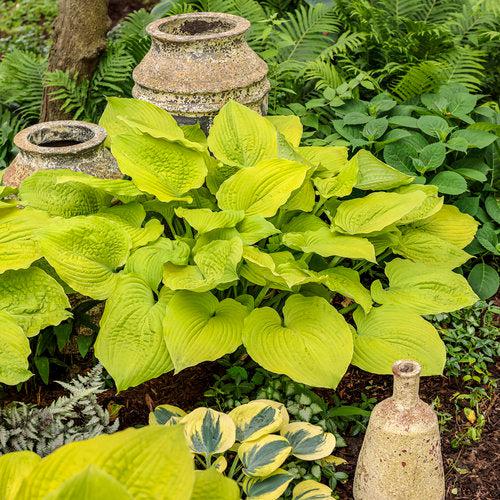Hosta, PW® Shadowland® Coast To Coast Hosta - Image 4