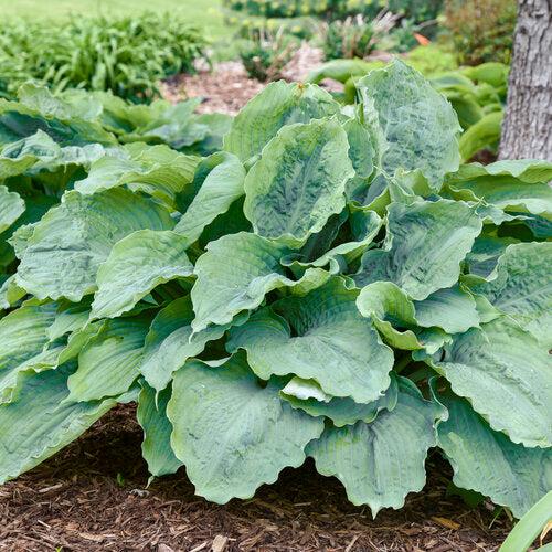 Hosta, PW® Shadowland® Diamond Lake Hosta