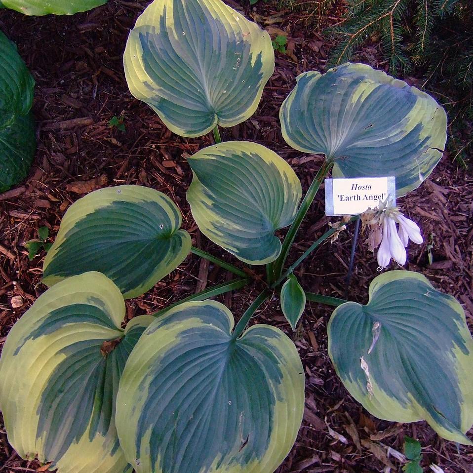 Hosta, Earth Angel Hosta