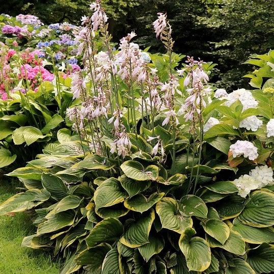 Hosta, Earth Angel Hosta - Image 2