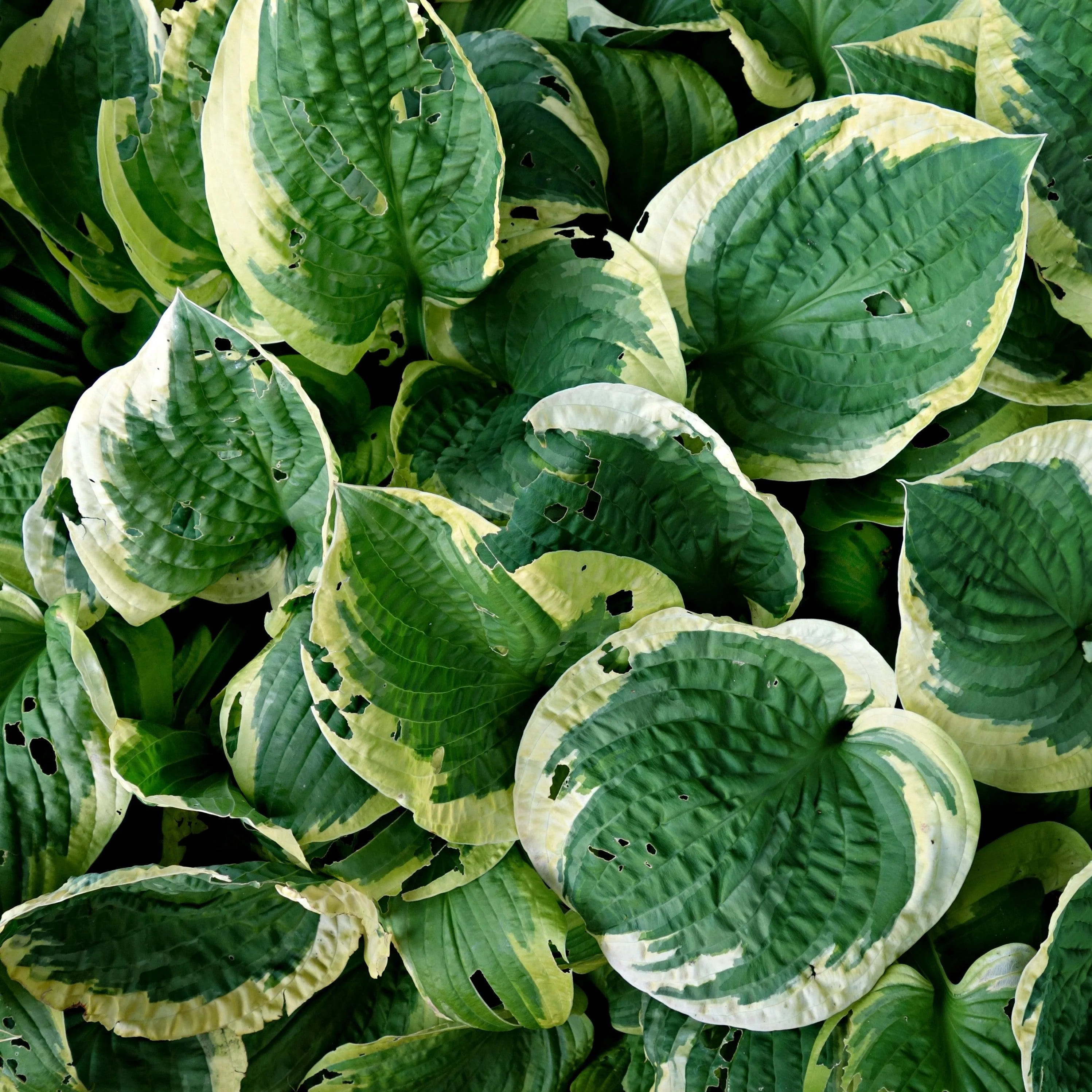 Hosta, Earth Angel Hosta - Image 3