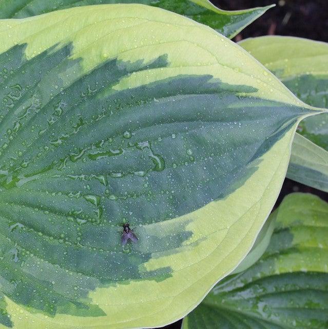 Hosta, Earth Angel Hosta - Image 4