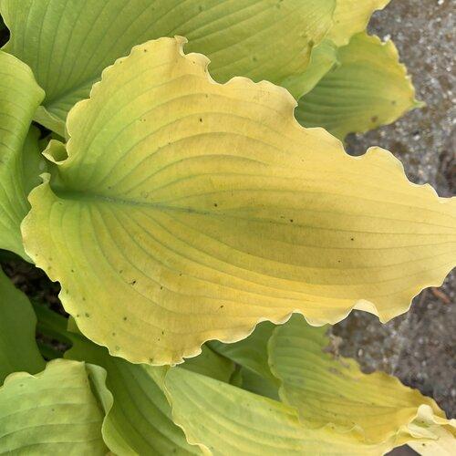 Hosta, PW® Shadowland® Echo the Sun Hosta - Image 2
