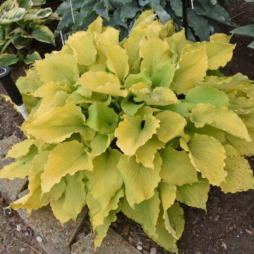 Hosta, PW® Shadowland® Echo the Sun Hosta - Image 3