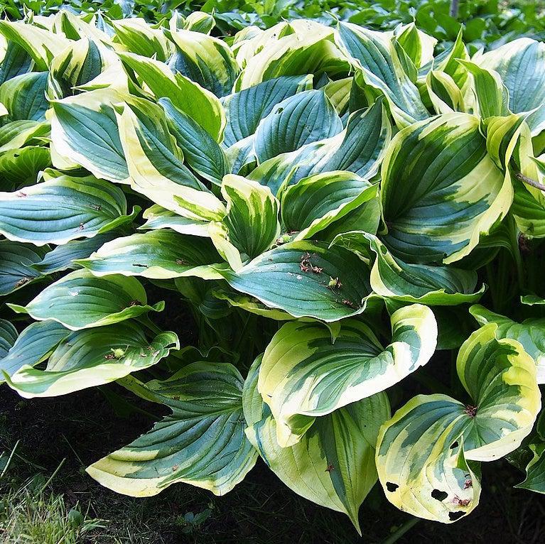 Hosta, Aureomarginata Hosta - Image 2
