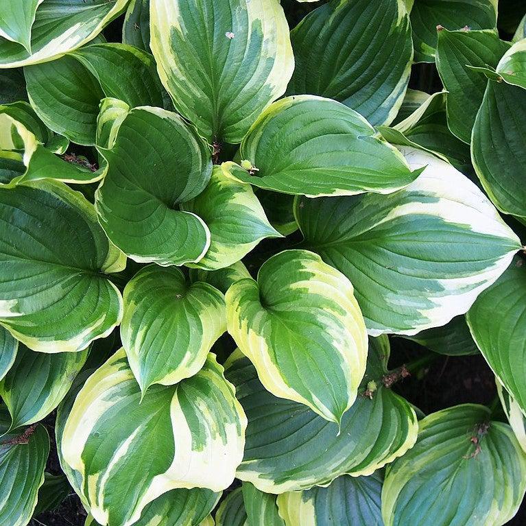 Hosta, Aureomarginata Hosta - Image 3