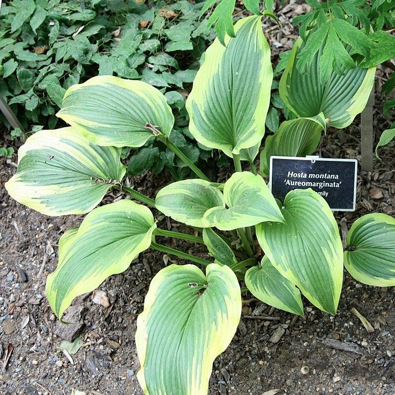 Hosta, Aureomarginata Hosta - Image 4