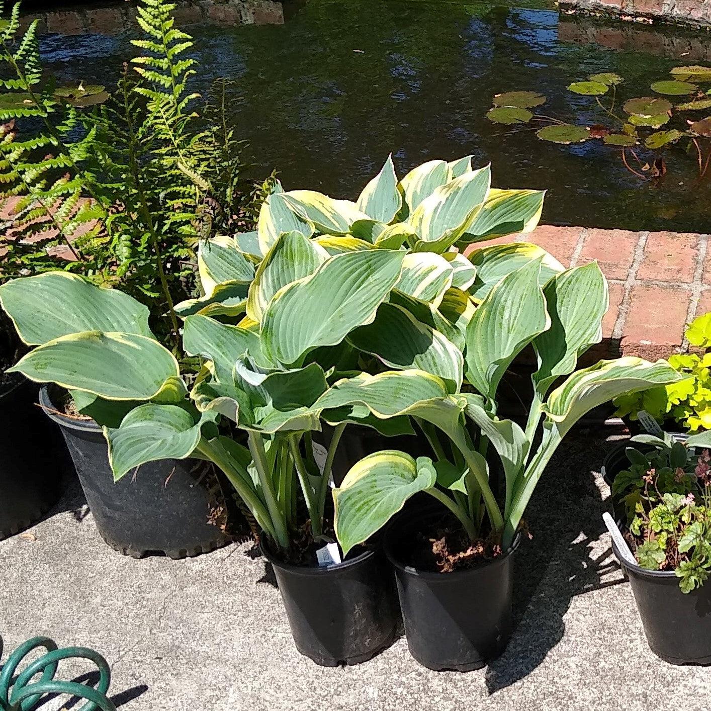 Hosta, First Frost Hosta - Image 2